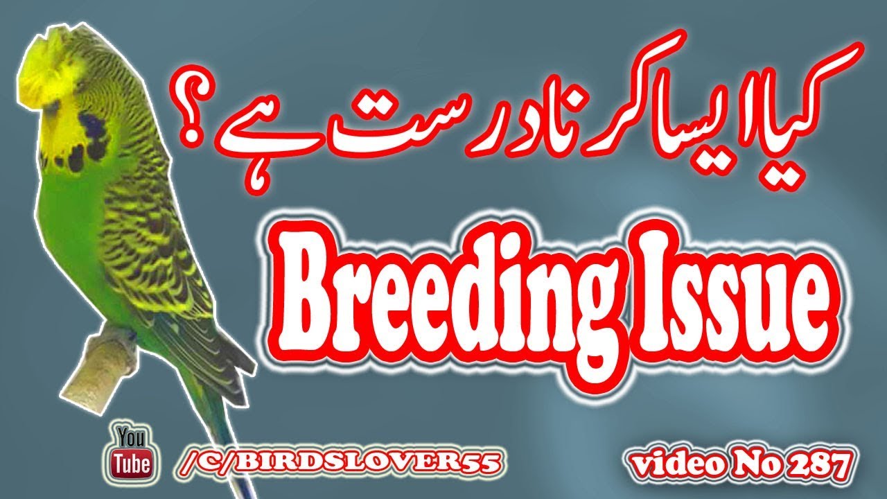 can we make budgies sibling pair. Video No 287