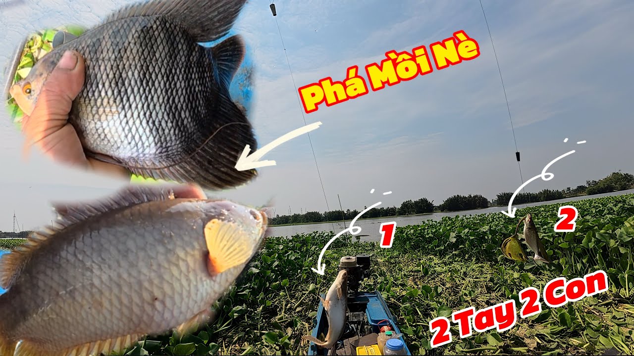 Câu Cá Tra Gặp Thứ Nầy Phá Mồi Quá Mời Lên Xuồng HẾT / Định Nguyễn Hậu Giang