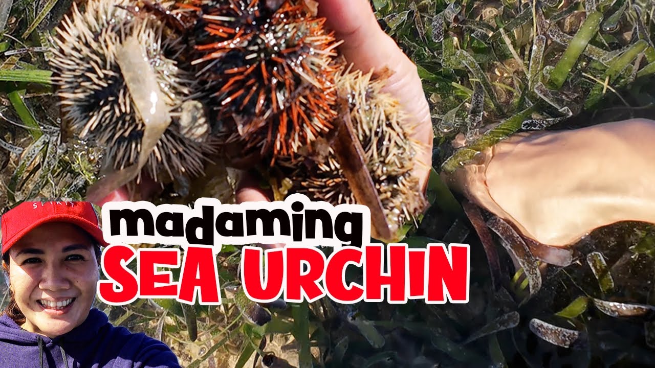 Got so many sea urchins hiding behind a leaf | Take a closer look | Mrs. Suzette