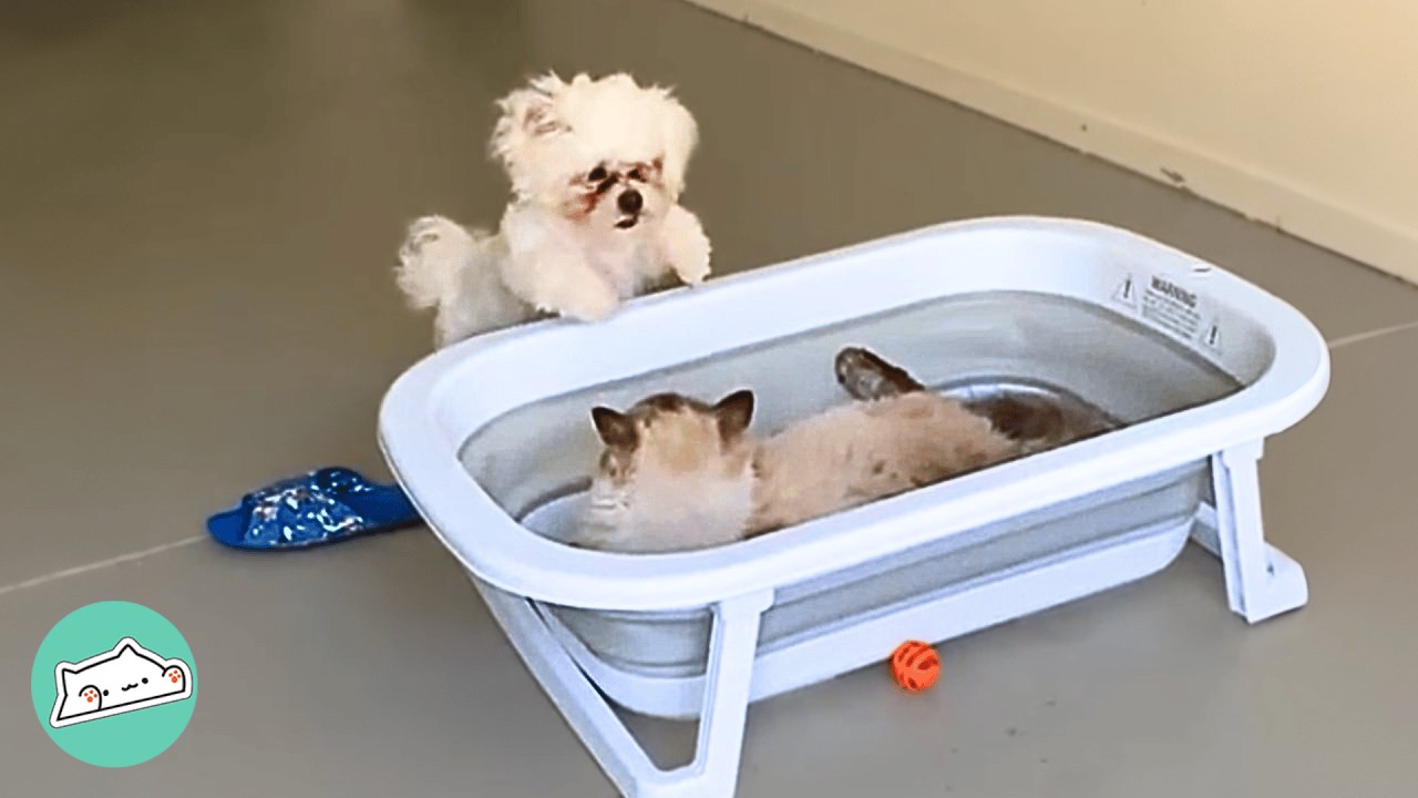 Woman Walks In On Cat And Dog Cuddles. She Can't Believe It! | Cuddle Buddies