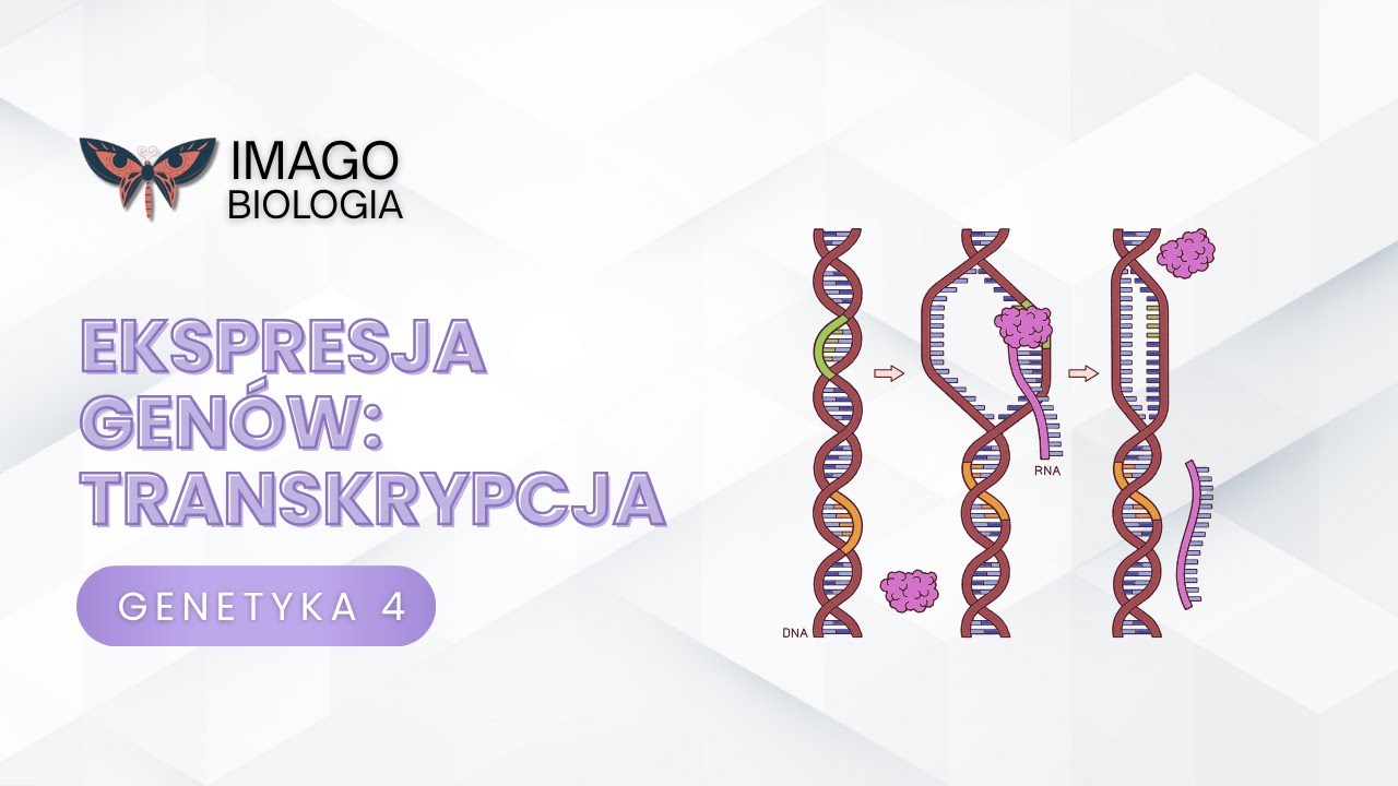 Ekspresja genów. Transkrypcja
