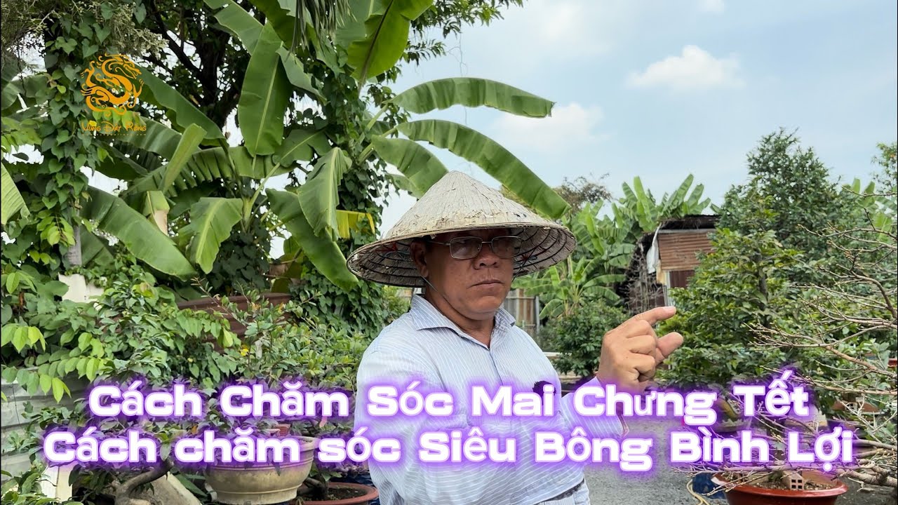🐉Anh Út Đực hướng dẫn cách chăm sóc Siêu Bông Bình Lợi & Mai Vàng chưng Tết 2026|Vùng Đất Rồng 