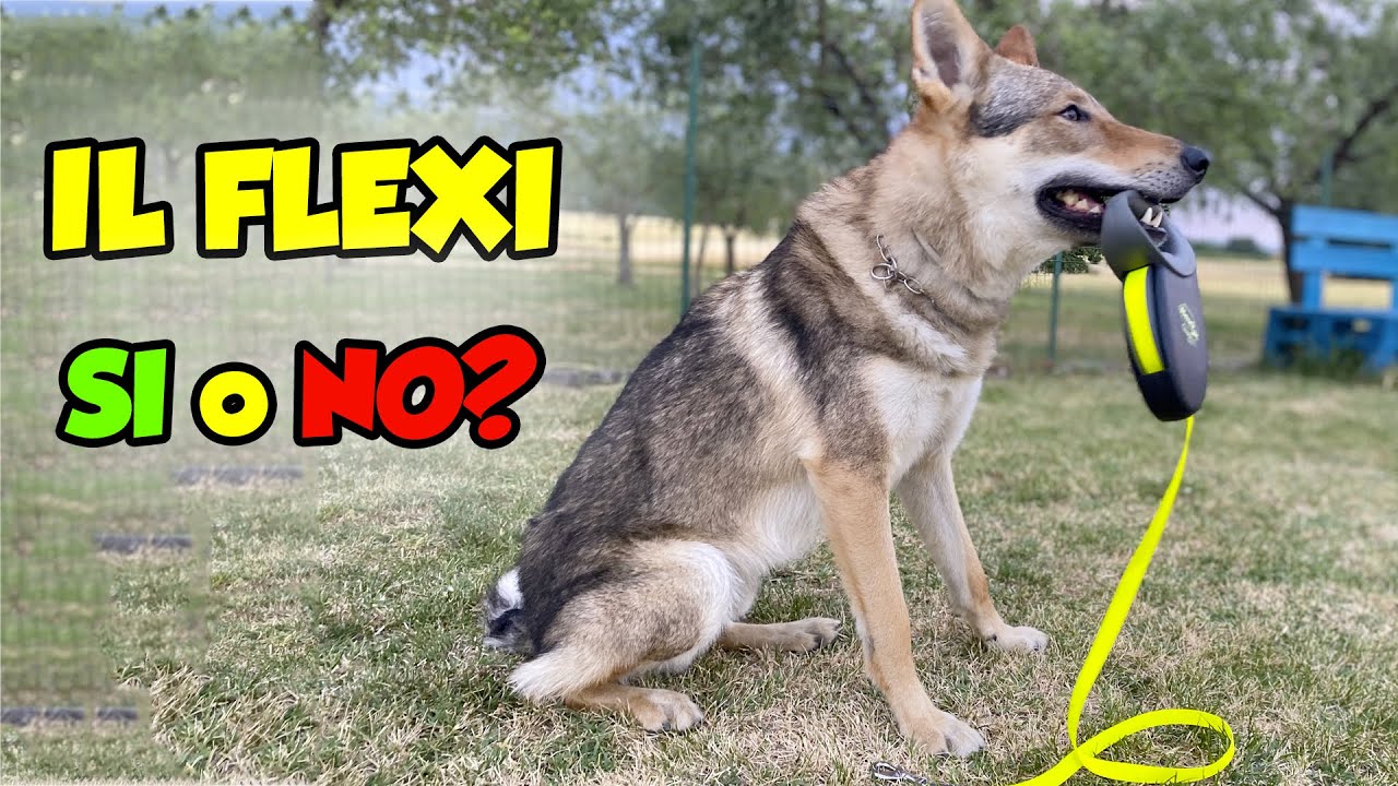 IL FLEXI SI O NO? Guinzaglio allungabile per cani - Recensione