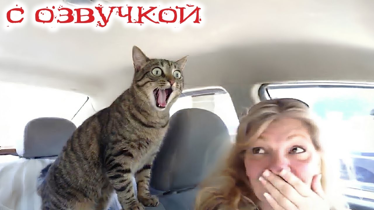 Приколы с котами! - С ОЗВУЧКОЙ! СМЕШНЫЕ КОТЫ! Самые смешные животные! УГАР ДО СЛЕЗ!