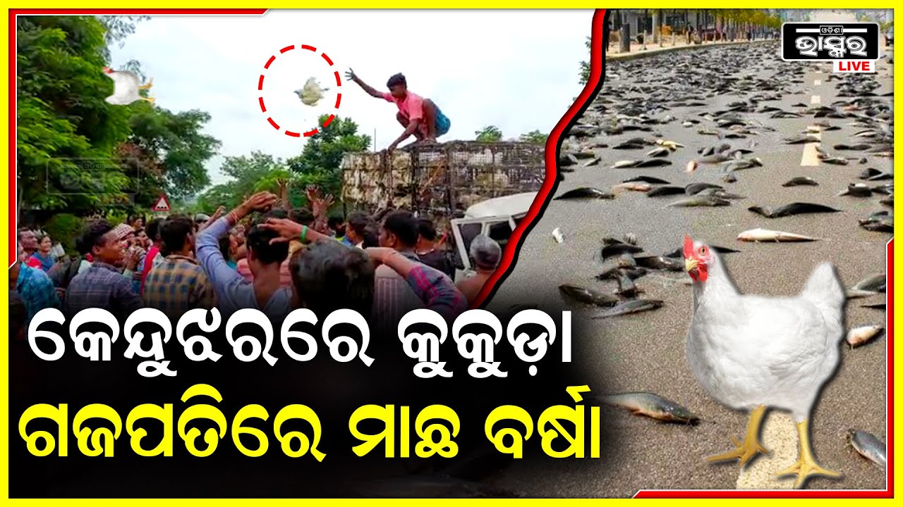 କାଲି କେନ୍ଦୁଝରରେ ହୋଇଥିଲା କୁକୁଡ଼ା ବର୍ଷା, ଆଜି ଗଜପତିରେ ମାଛ ବର୍ଷା..ଲୋକଙ୍କ ଖୁସି କହିଲେ ନସରେ