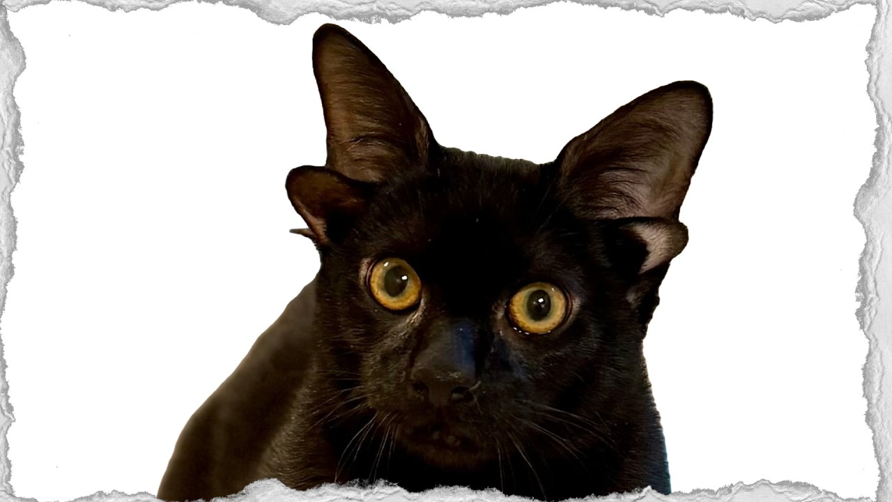 This Cat has 4 Ears - Daily News