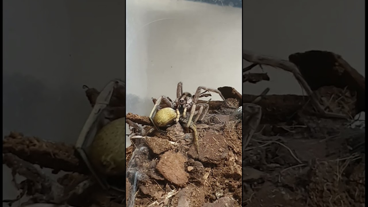 Accouplement Hogna maderiana