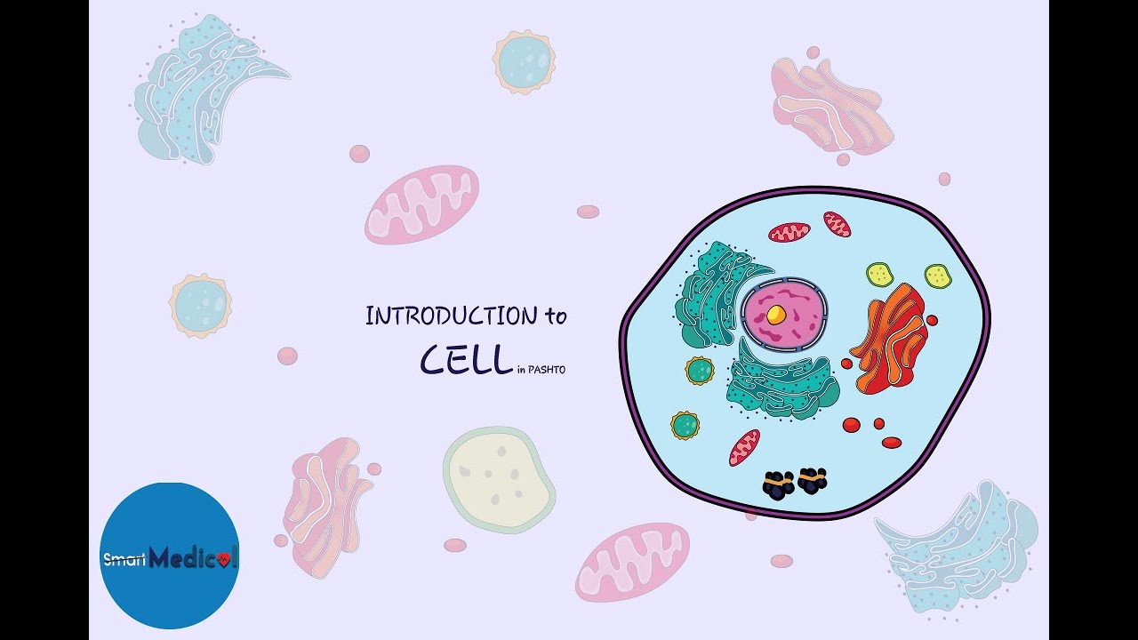 Introduction to Cell in Pashto (1st Videos Cell) د حجري پيژندنه پښتو (لومړي ويديو حجره)