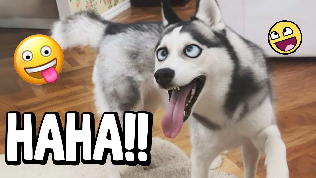 These Dogs FAILED So Bad 😂🐶 | Funniest Dog FAILS Compilation #8