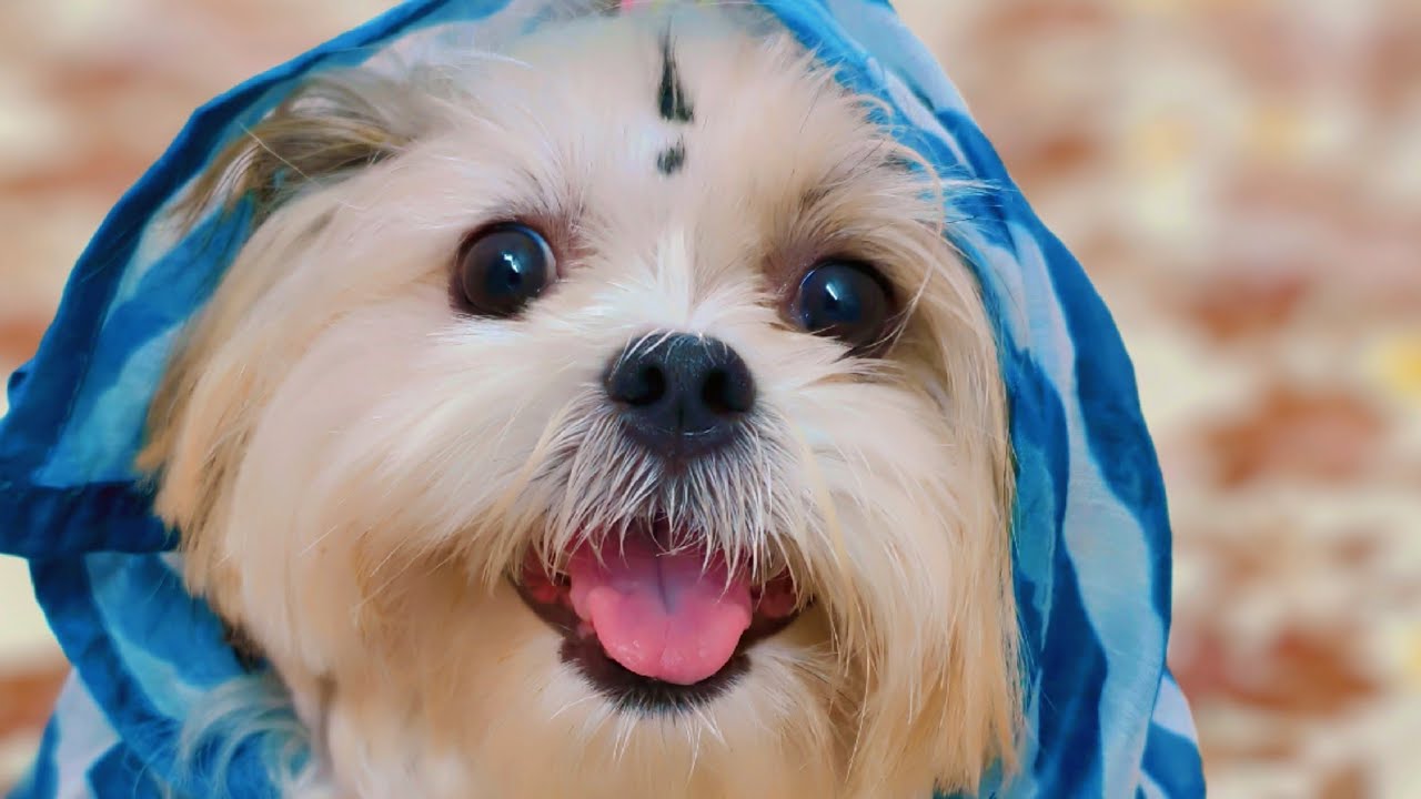 ShihTzu Roxy is live! 👋Hi dosto! kaise hain aap sab log?