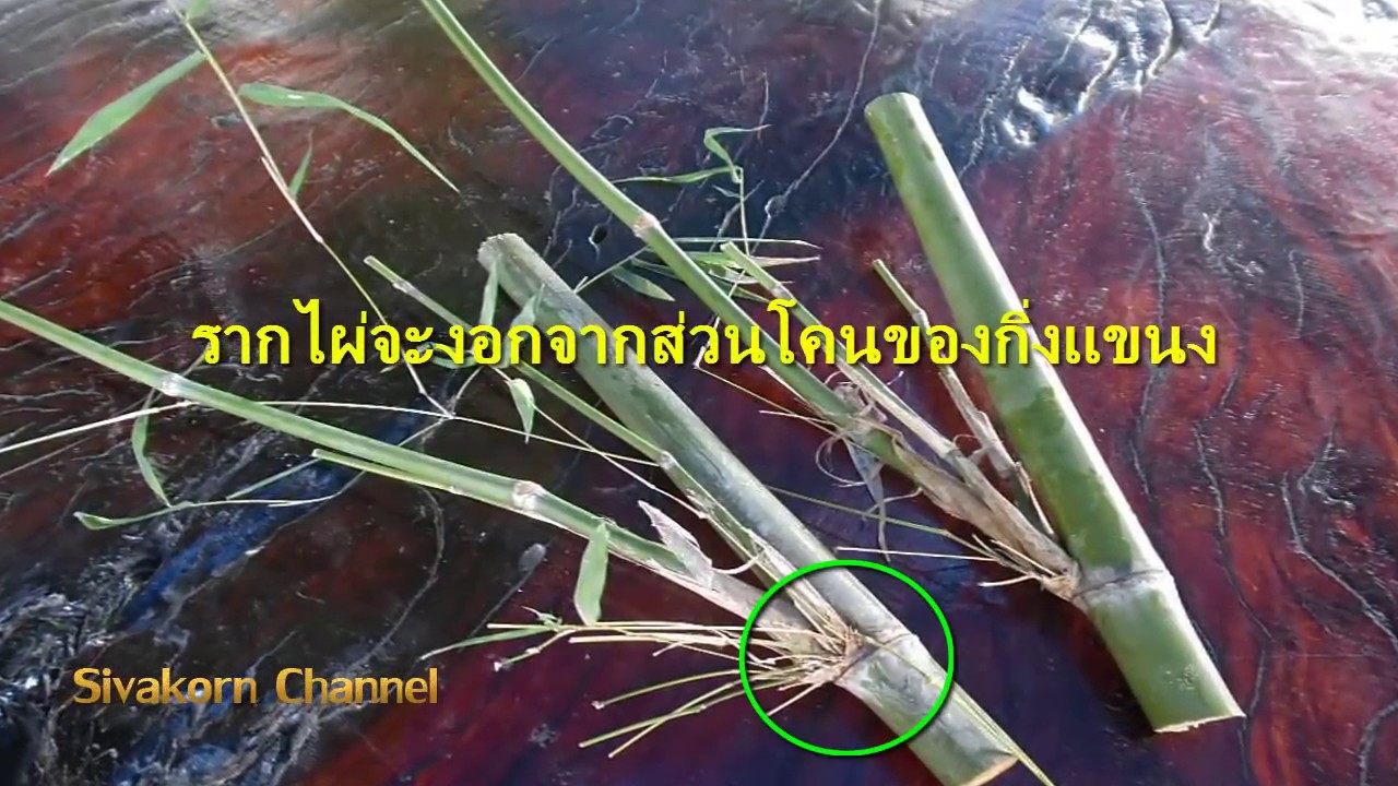 ขยายพันธุ์ไผ่ด้วยวิธีตัดชำลงแปลงปลูก ไม่ต้องใส่ถุงเพาะชำ