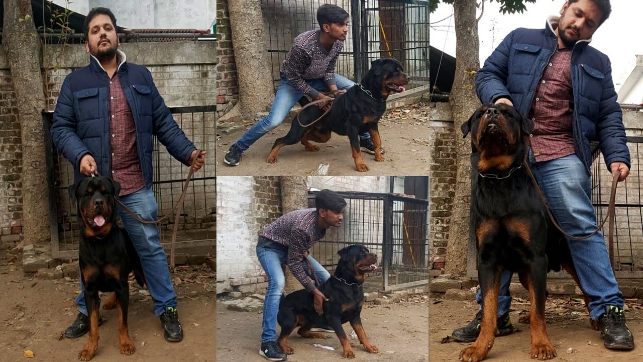 Biggest Rottweiler Male Dog And Puppy  in Punjab - Hsn Entertainment