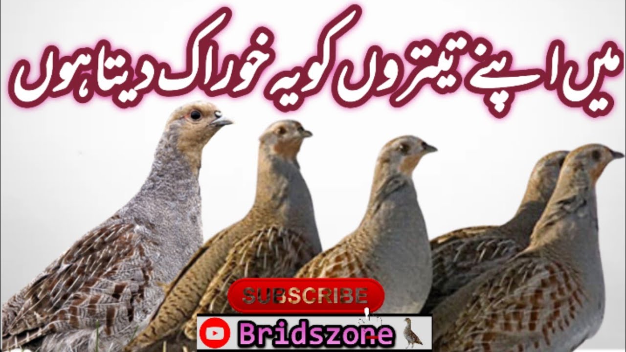 mein apne teetaron ko ye khorak deta hon