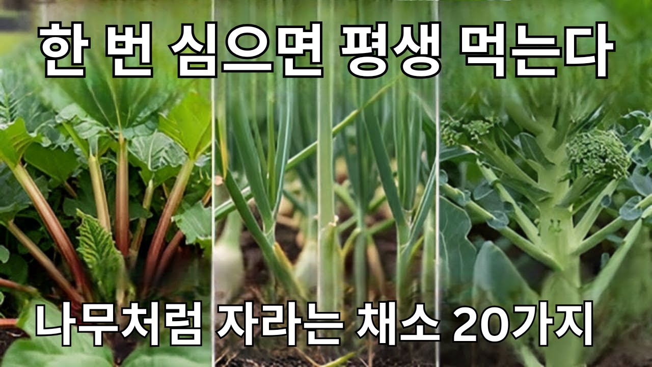 이 20가지 채소는 과일나무처럼 자랍니다! 한 번 심으면 평생 먹을 수 있습니다