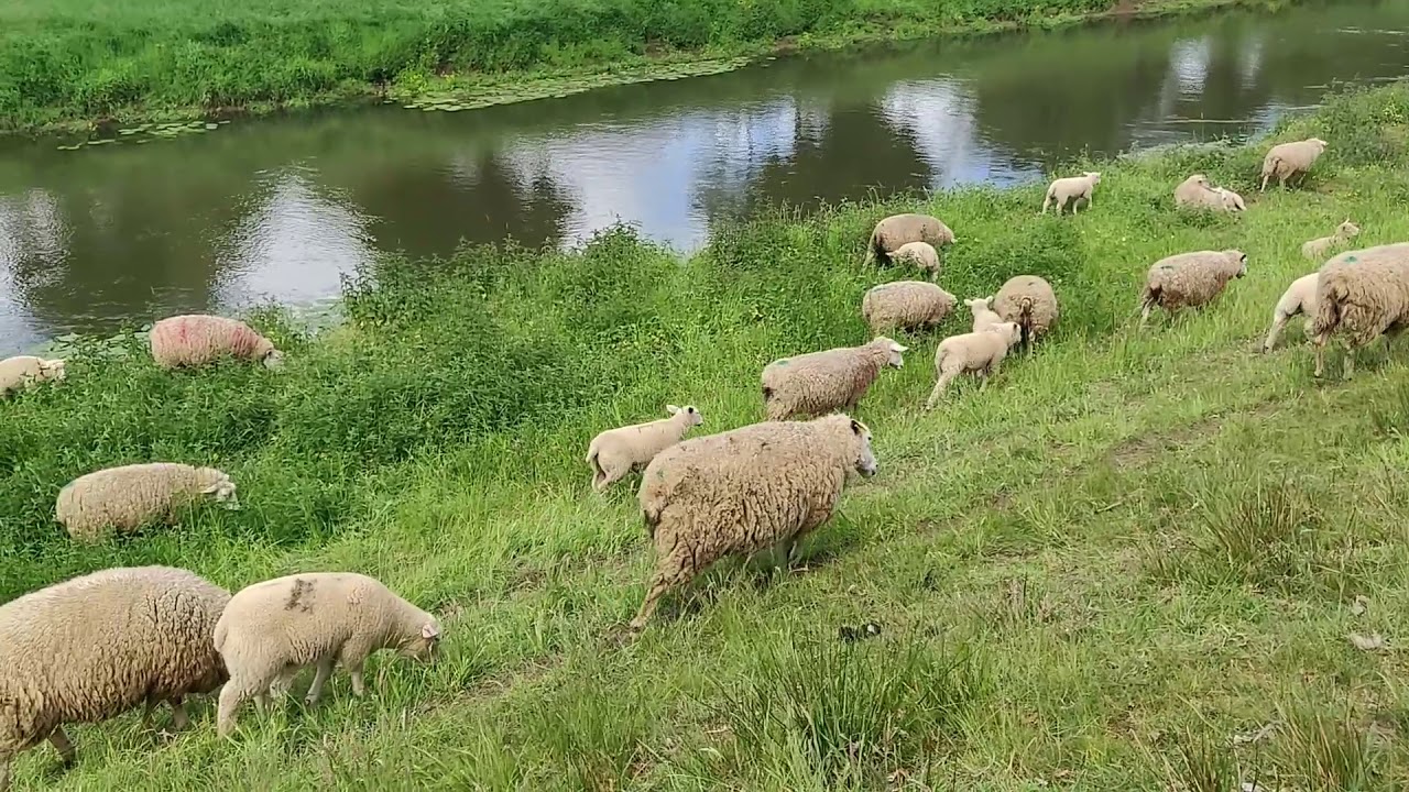 Schafe, Große Hase, Löningen