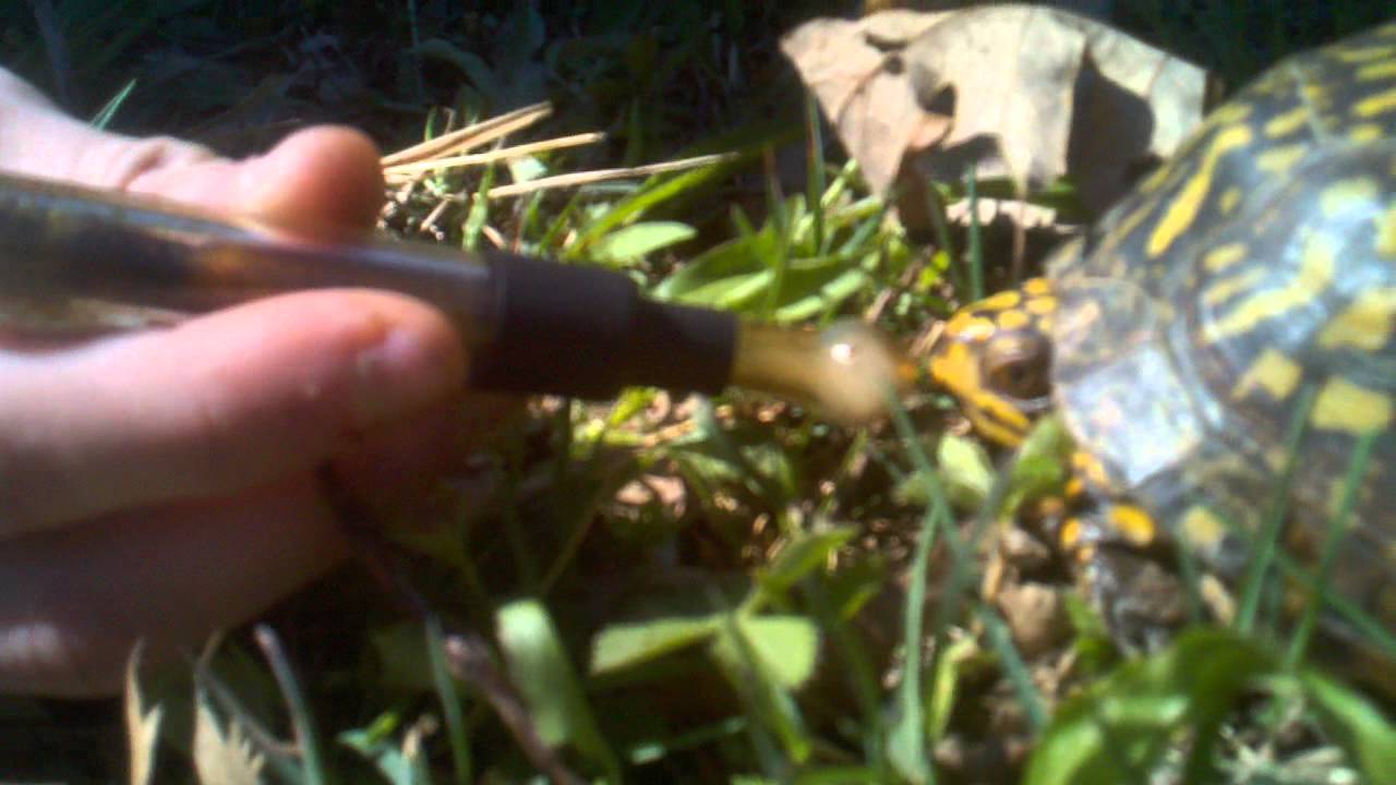 Ol G hittin dat glass blunt.3gp