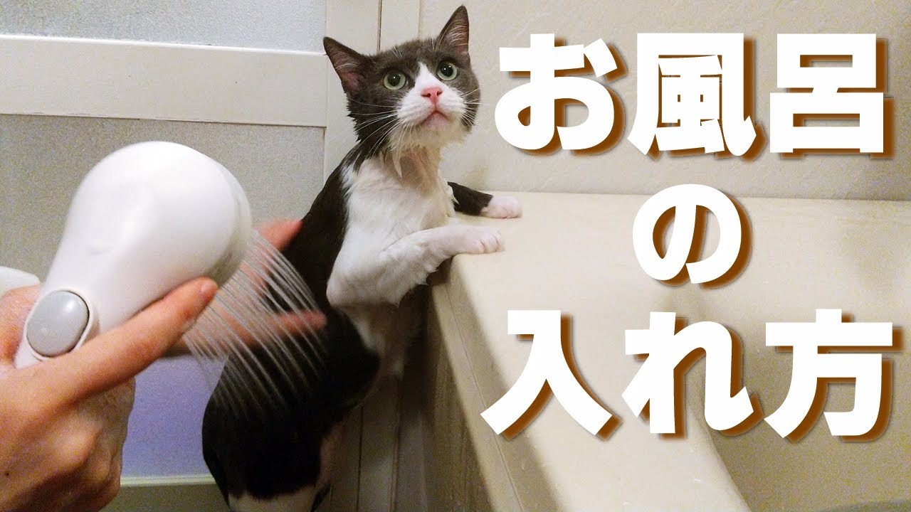 【保護猫】お風呂の入れ方！初心者必見シャンプーやドライヤーの乾かし方を解説