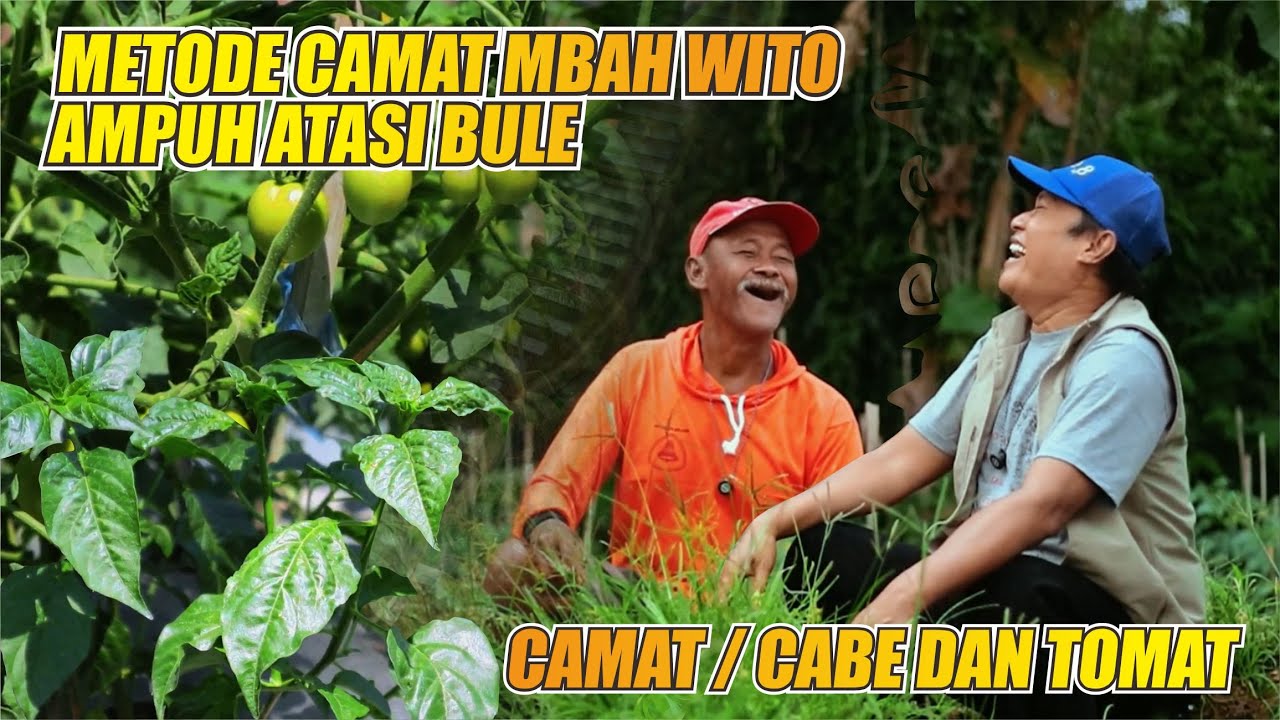 Cabe Kaliber milik mbah wito di tumpang sari dengan Tomat Medina untuk mengatasi bule