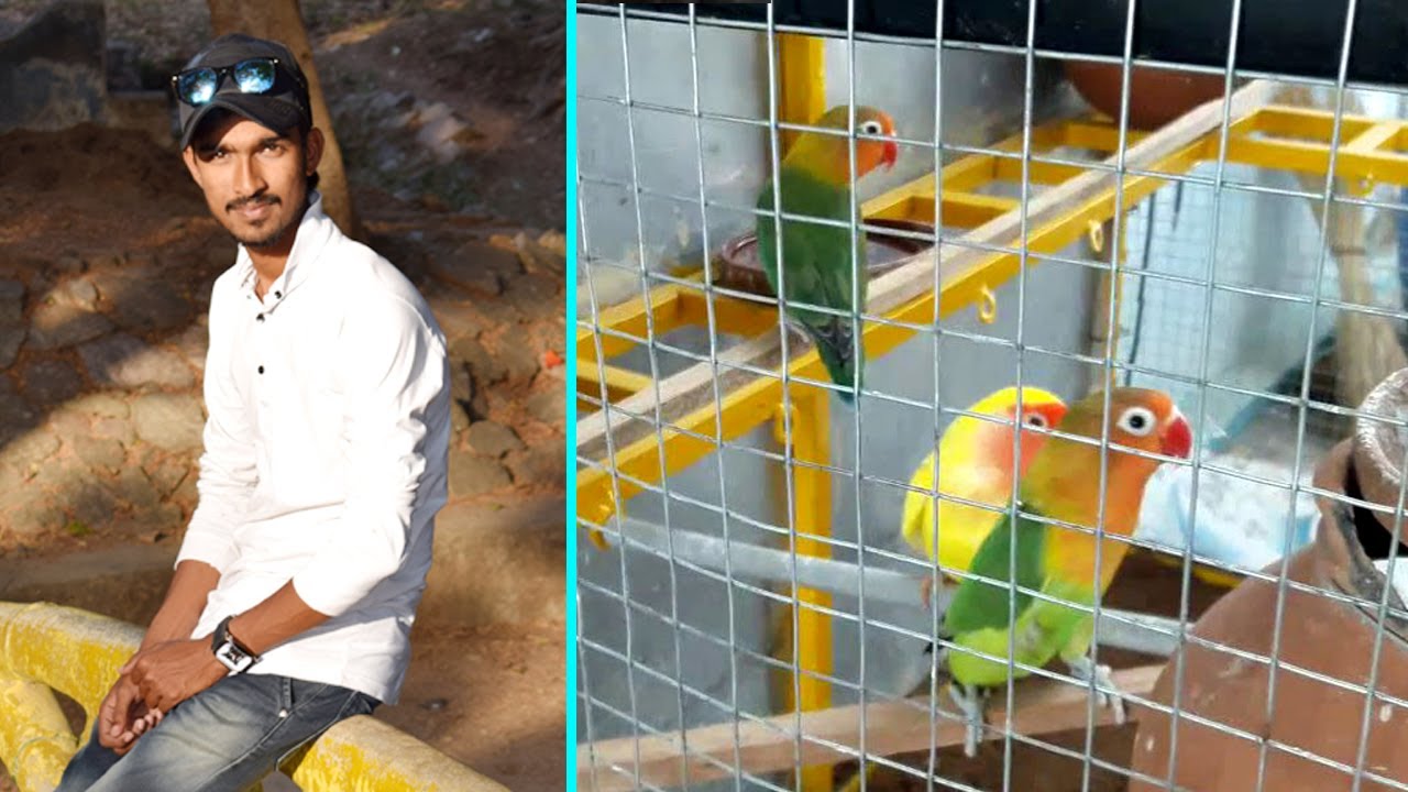 Peach Faced Lovebird || Lutino Lovebird BIRD