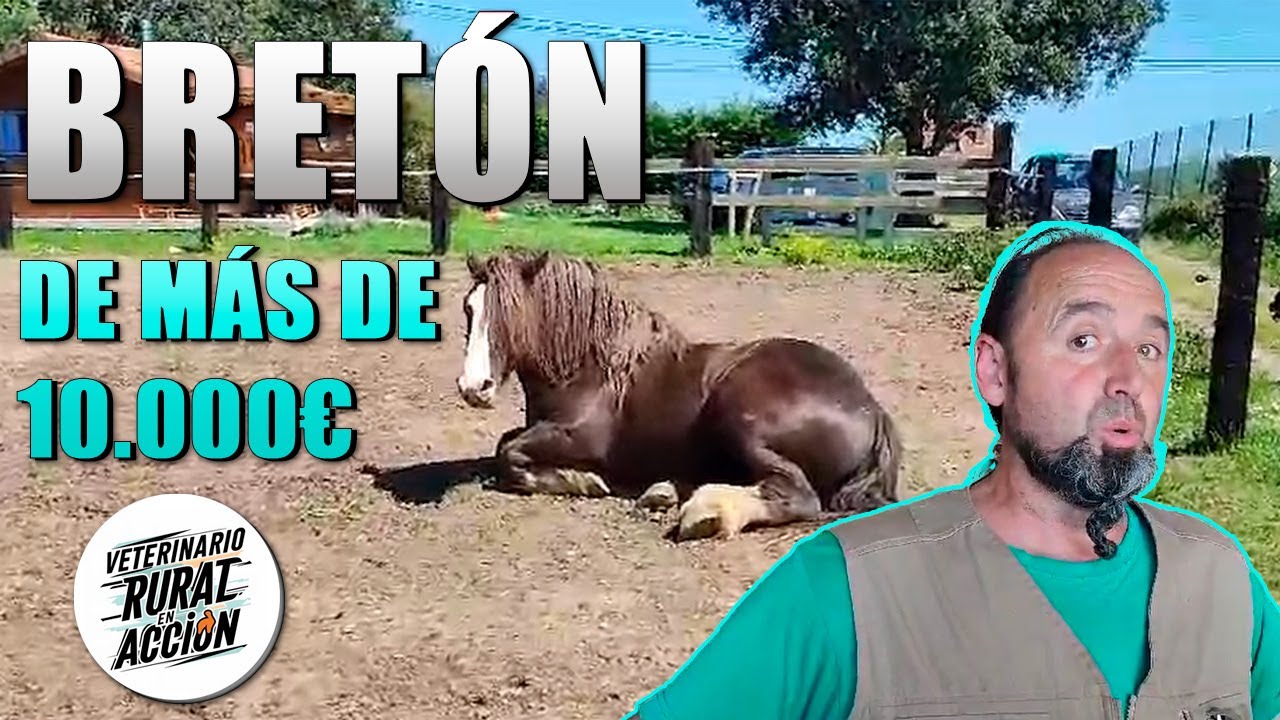 🐴BRETÓN🐴 De más de 10.000€