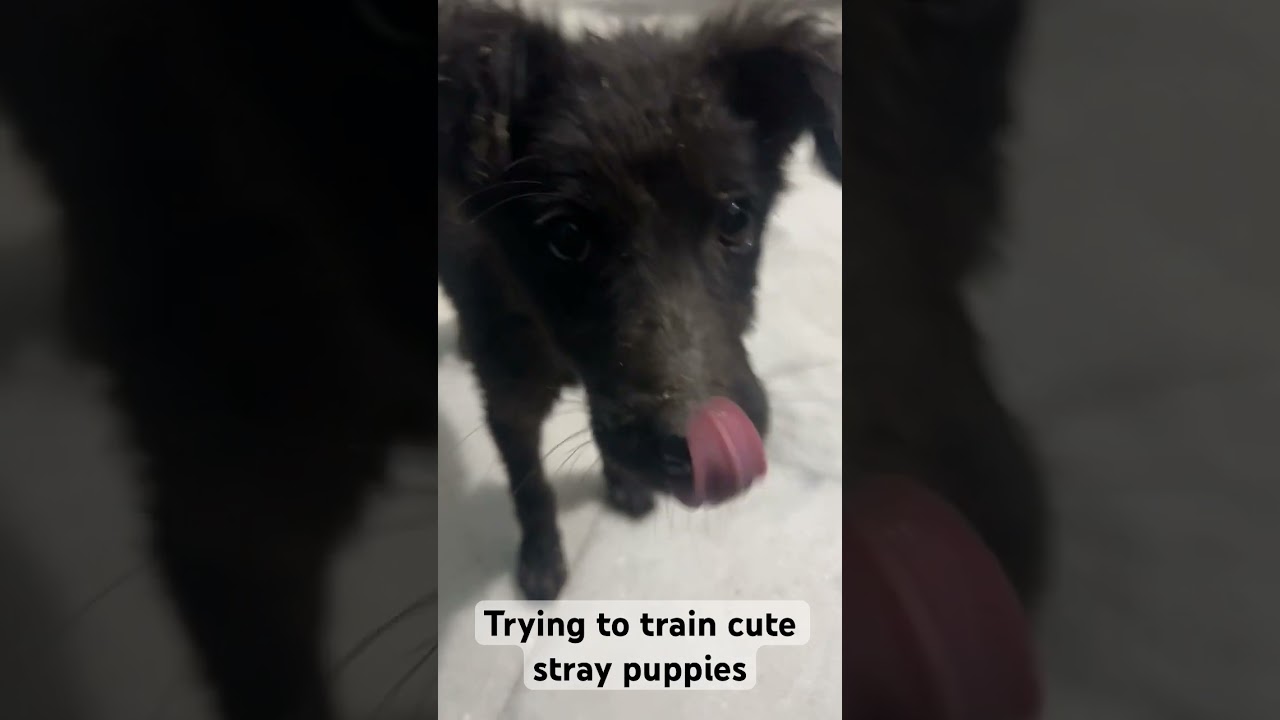 How to train a stray dog :D 🐶 #dog #animaltraining  #stray #cute #animals  #viralvideo #shorts