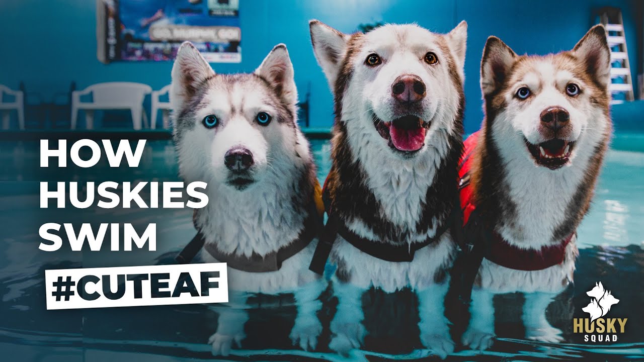 Учим собак плавать | HUSKY SQUAD
