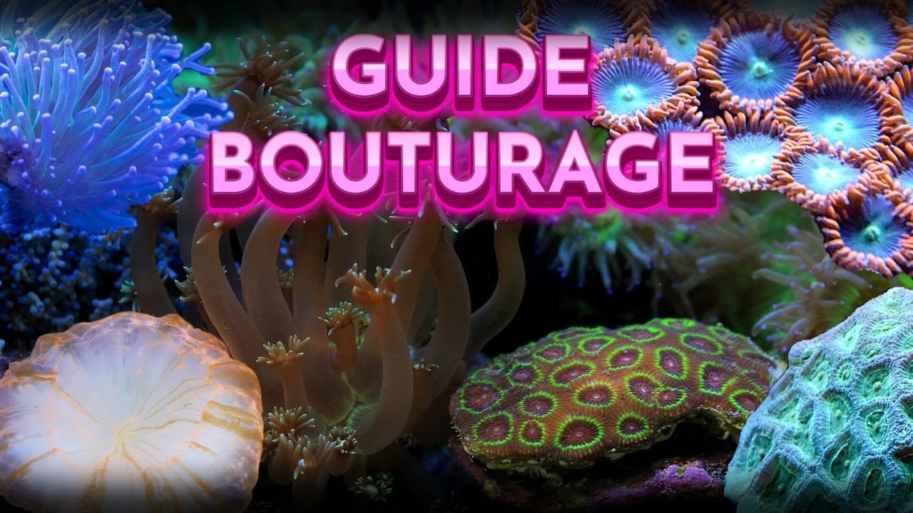 Comment bouturer ses coraux - Comment coller ses coraux - Reproduction corail - Aquarium récifal