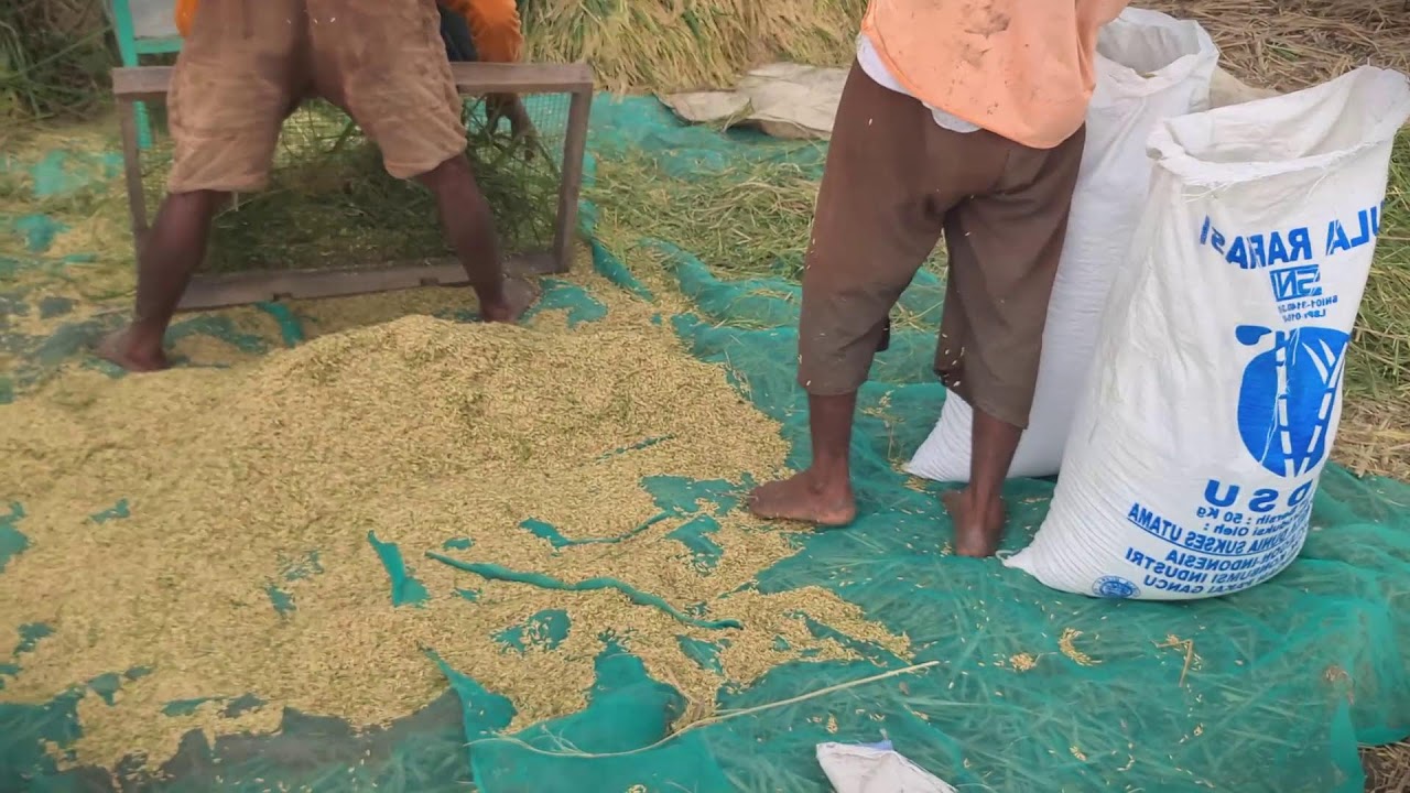 Old School Rice Processing Without Machines #RuralAgriculture #TraditionalFarming