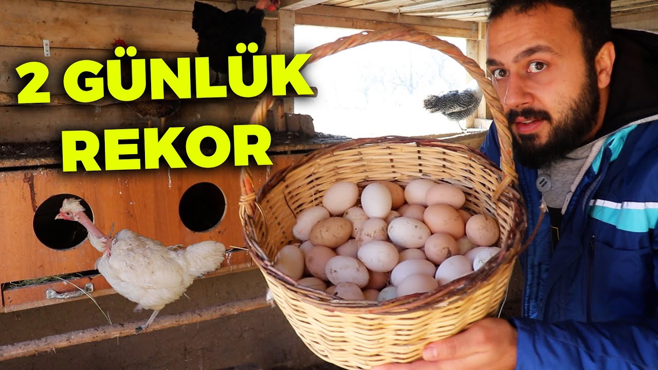 2 G&uuml;nl&uuml;k Rekor Yumurta Topladım!-Yumurta Verimi Nasıl Arttı?-Tavukların Şaşırtıcı &Ouml;zellikleri!-K&uuml;mes