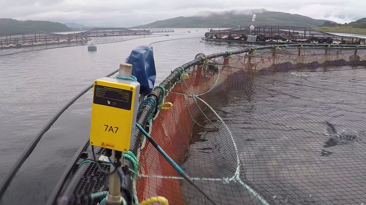 Scottish Salmon Watch reporting from Loch Spelve (Scottish Sea Farms)