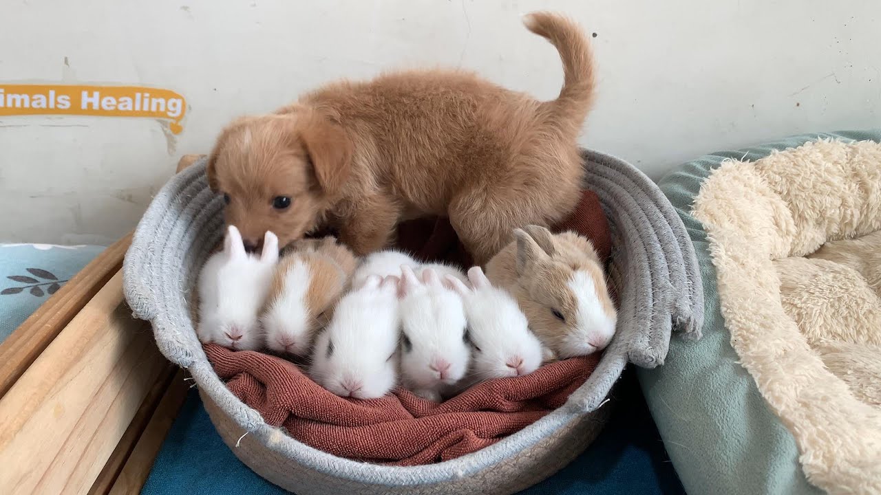 So funny! Two puppies are taking care of the bunnies, and the hen and duck want to join in. So cute!