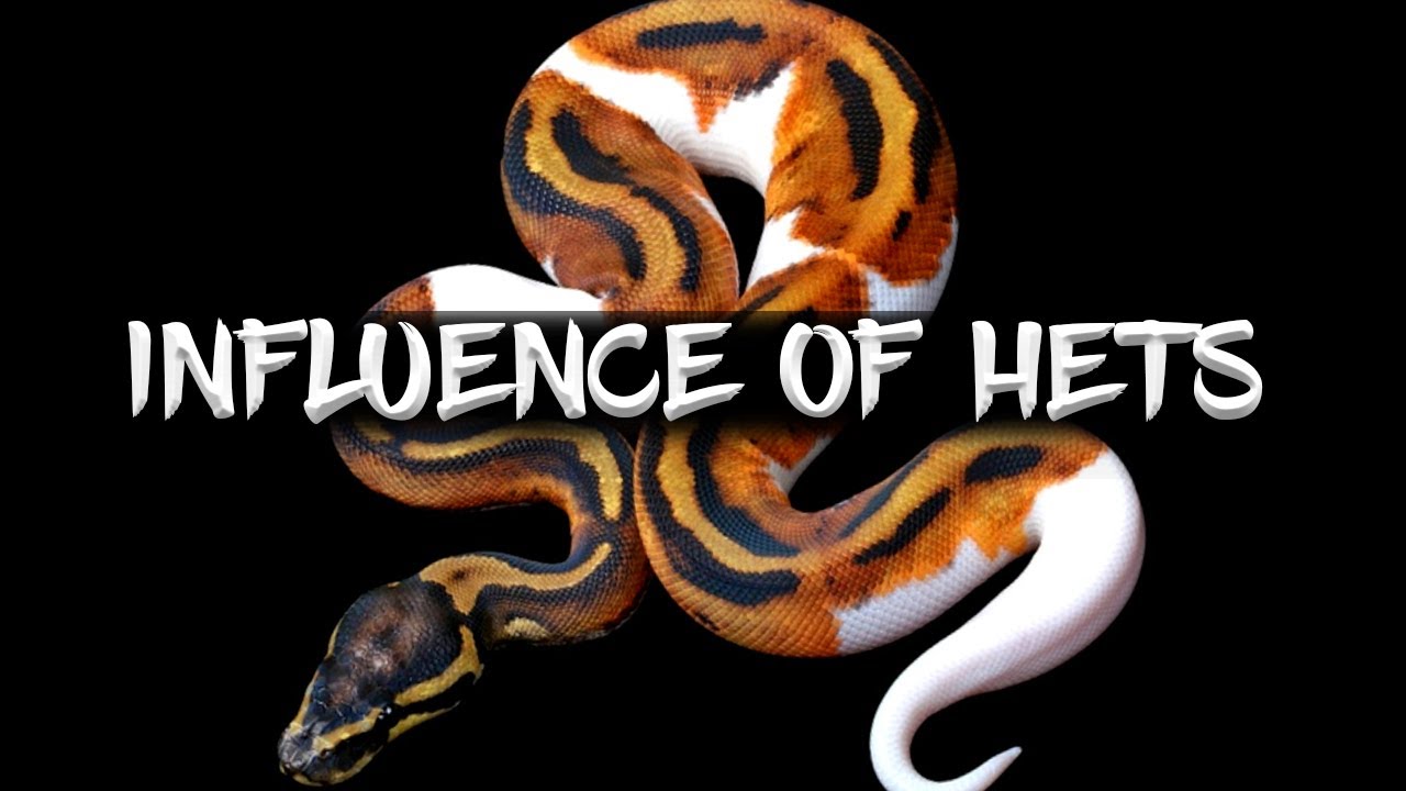 The Influence of 'Hets' in the Visual Appearance of Ball Pythons.