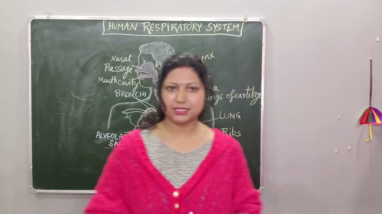 Human respiratory system| Ncert 10th exam time revision #mammasnestprayagraj #respiration 