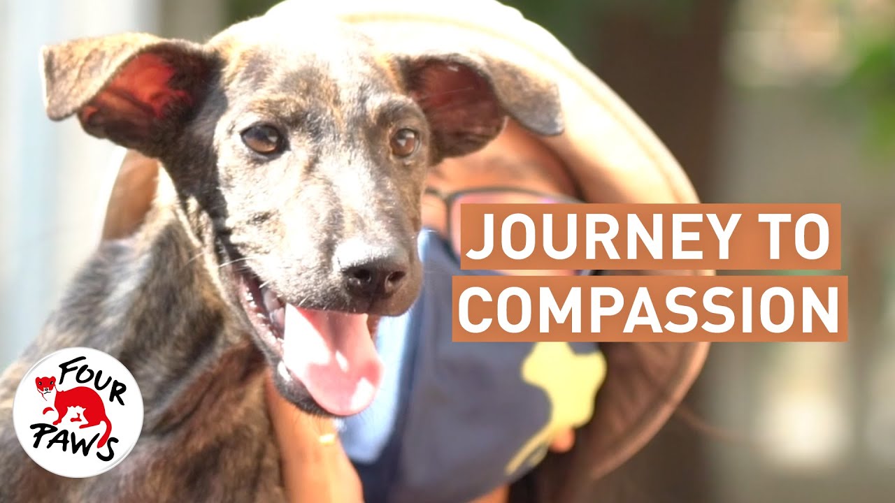 Journey to Compassion: The road to ending Vietnam’s dog and cat meat trade | FOUR PAWS | [SUBS]