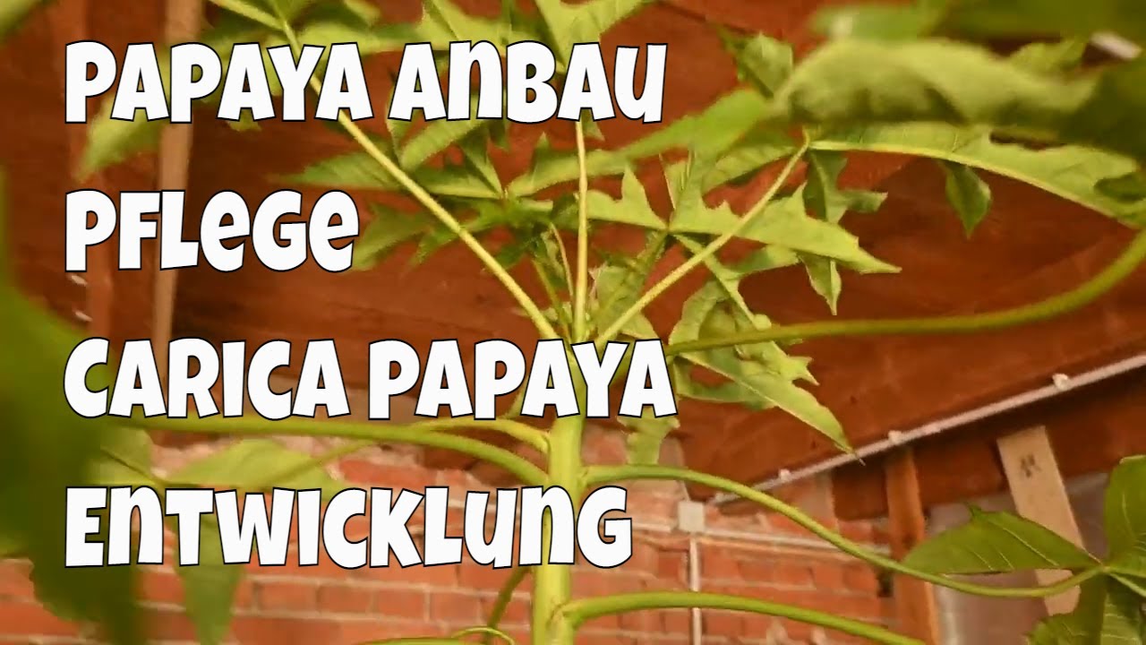 Papaya Anbau Pflege Berg-Papaya (Carica x pentagona) Entwicklung // Gartenschlau.com