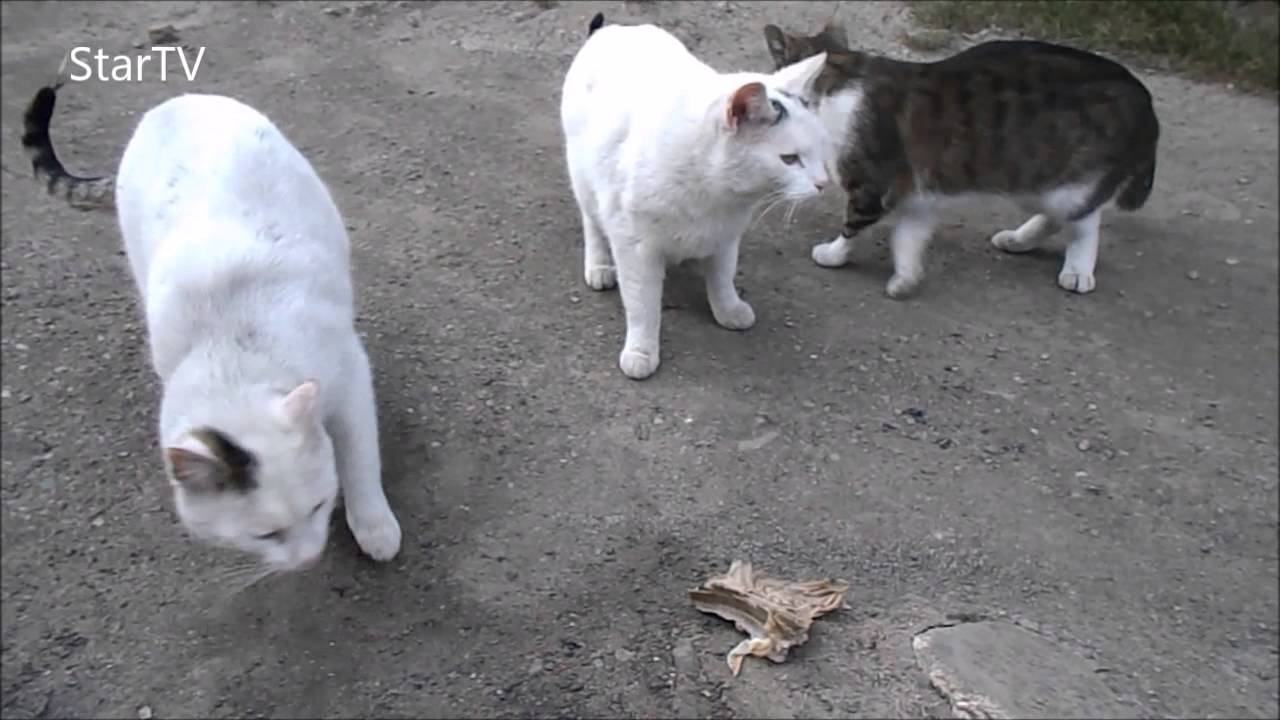 cats family rodzina kot&oacute;w podw&oacute;rkowych-dachowce