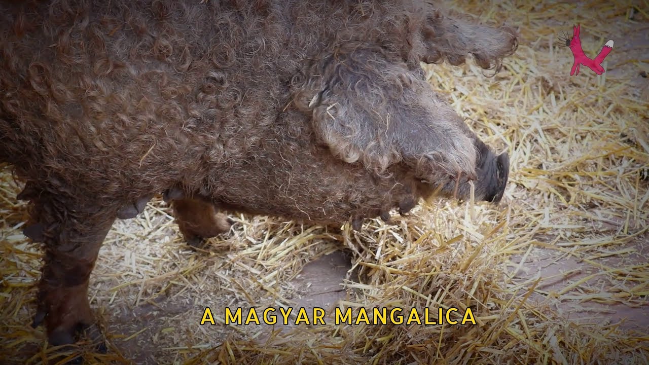 EXPO PRESS - A magyar mangalica