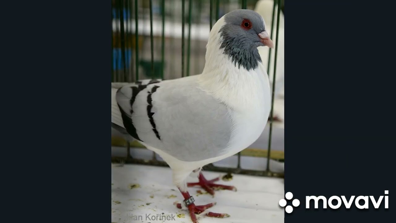 Rasy i grupy gołębi część 1 🕊️🕊️🕊️