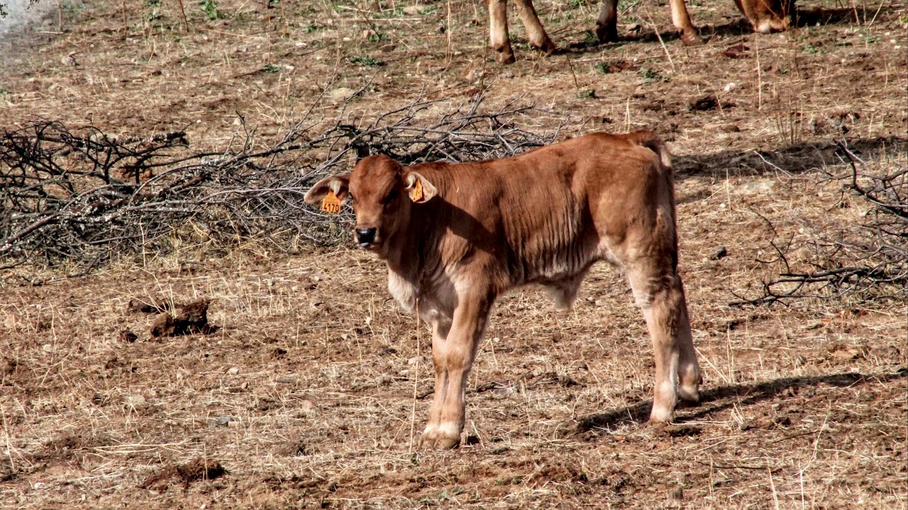 Venta de vacas en Alia, C&aacute;ceres
