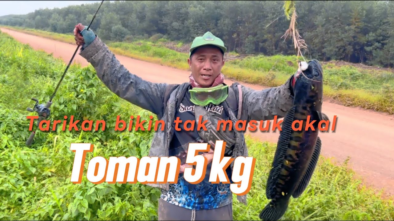 Toman 5kg // tarikan slow // toman black
