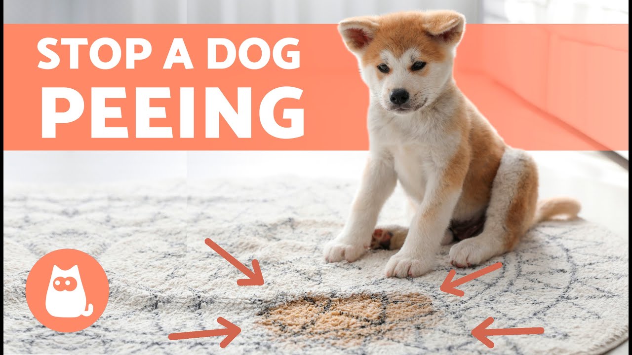 How to TREAT URINARY INCONTINENCE in DOGS 🐶💦 (7 Natural Treatments)
