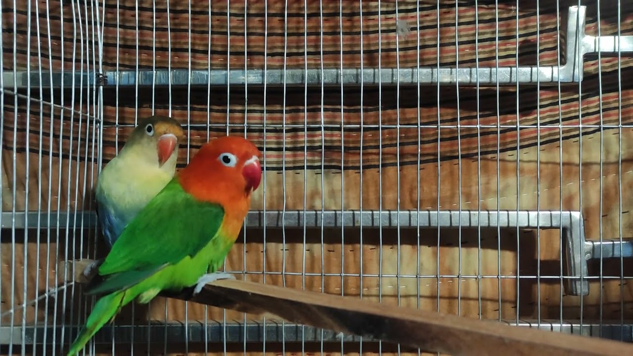 Perblue fischer x Green opaline Pair 💥💥💥