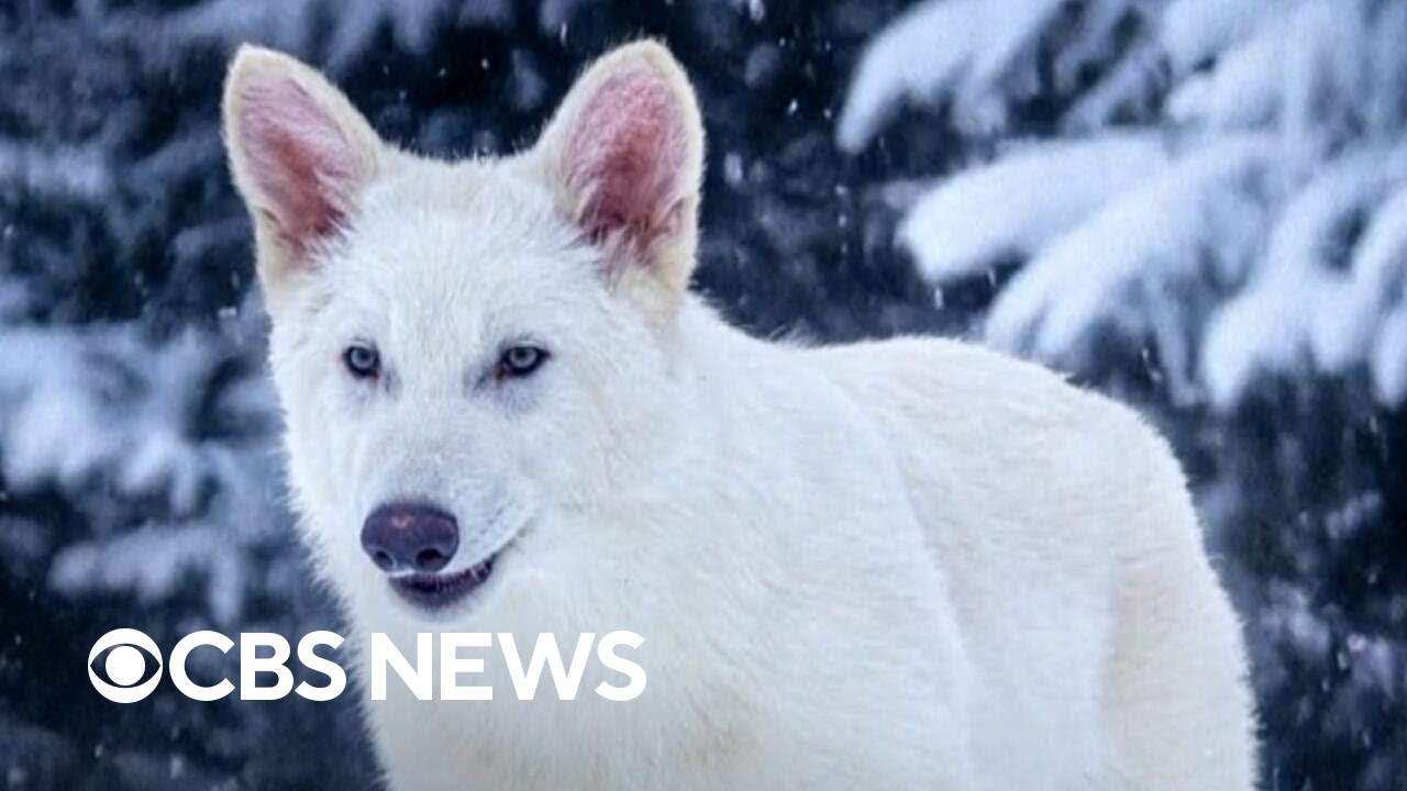 Scientist discusses bringing dire wolves back from extinction