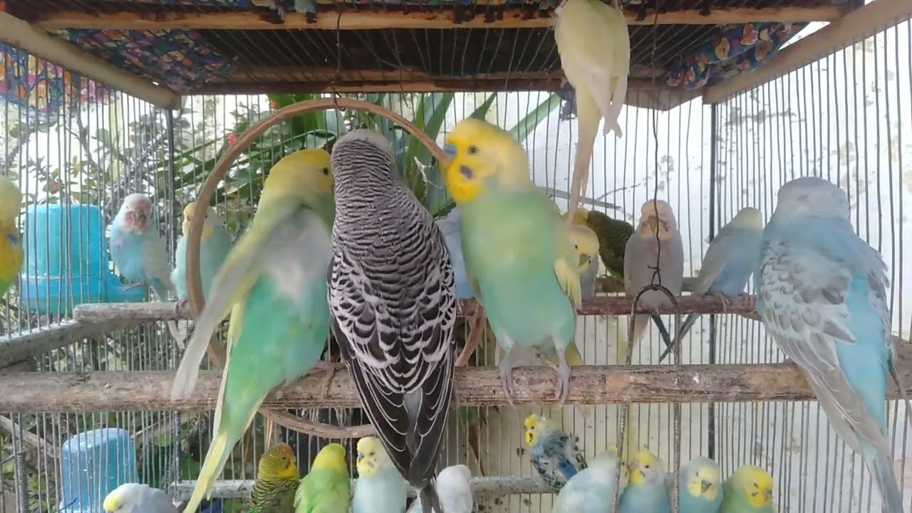 😍 Cores lindas e energia boa 🐤 periquitos fofos por 8 minutos 🌈✨ #energiaBoa #aves #periquitos
