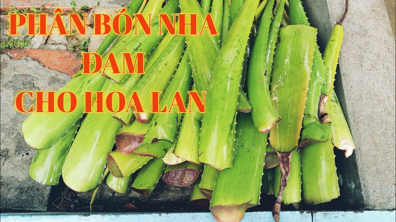 PHÂN BÓN NHA ĐAM CHO HOA LAN
