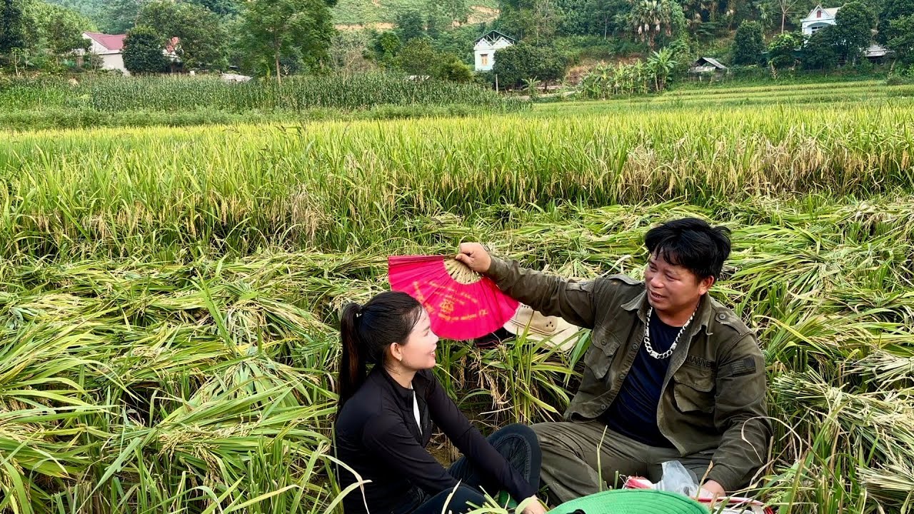 Hong receives help from a kind friend to harvest rice in the middle of the crop season.