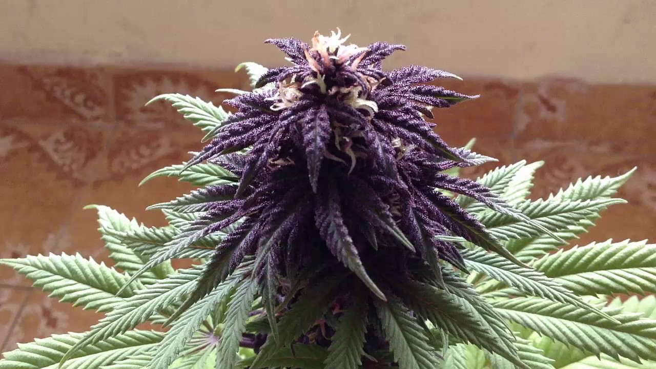 Diferenciar el macho y la hembra del cannabis (marihuana) 2016