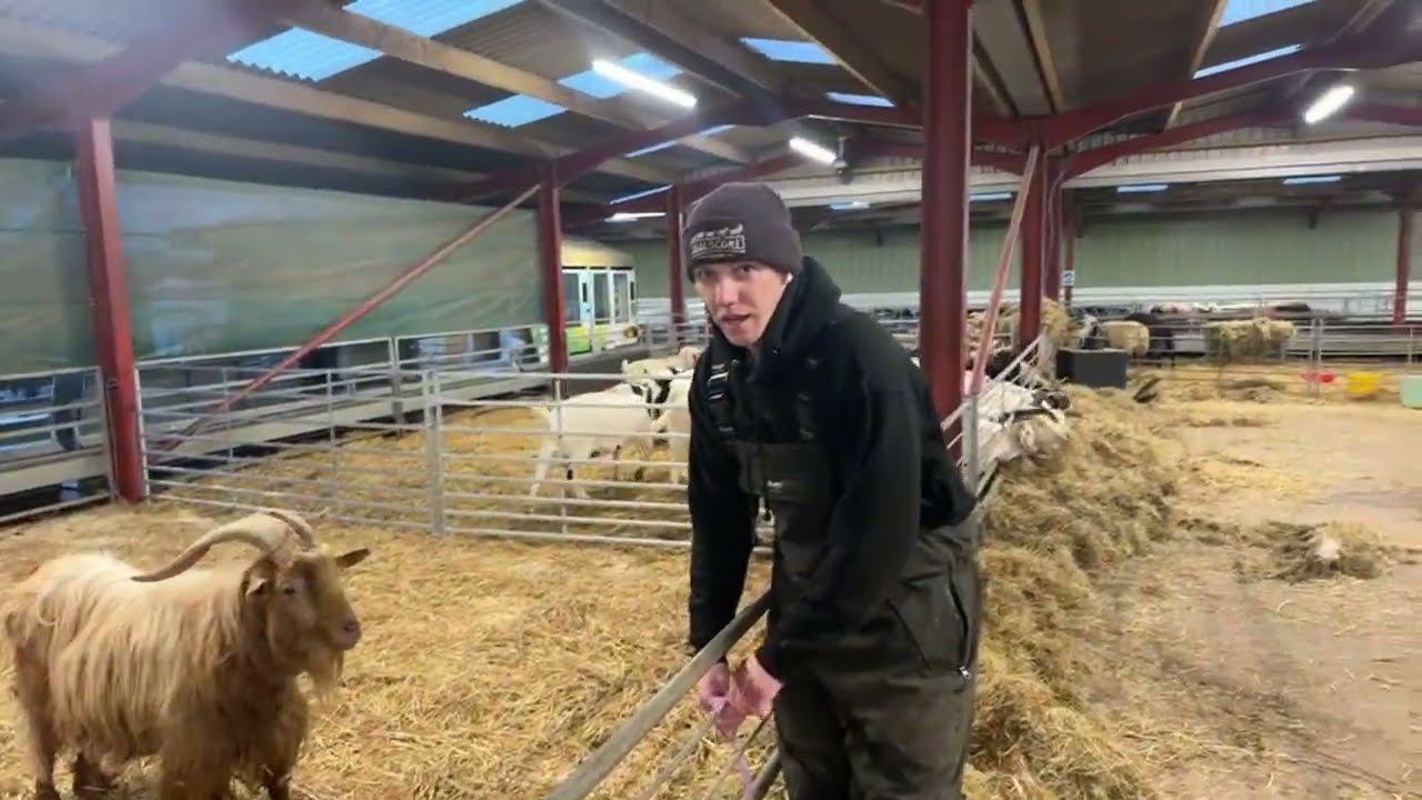 Huge week for the farm! Our first pedigree lambing week is here!