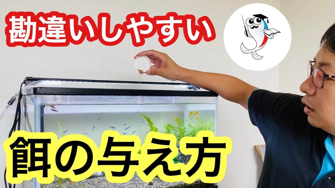 【愛情かけすぎ注意!?】熱帯魚飼育にベストな給餌方法を解説!!