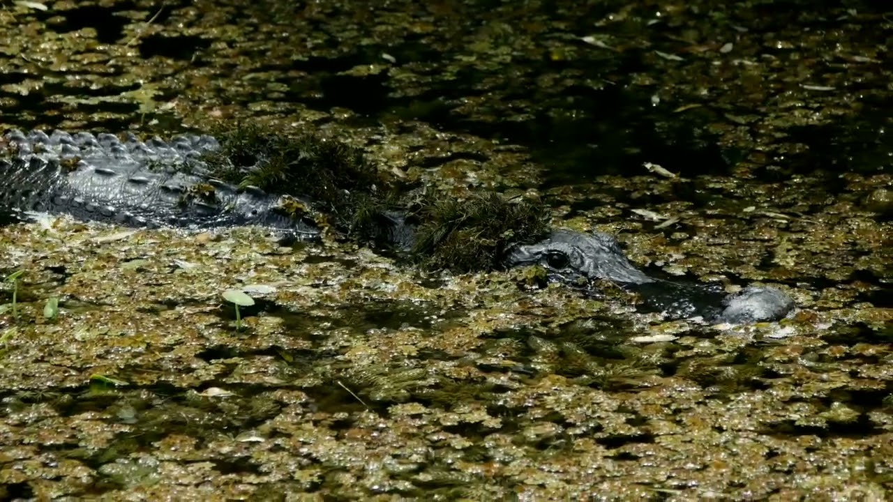 alligator🐊4k video 🐊 A&P world #shorts 🐊शिकार की तलाश में मगरमच्छ🐊